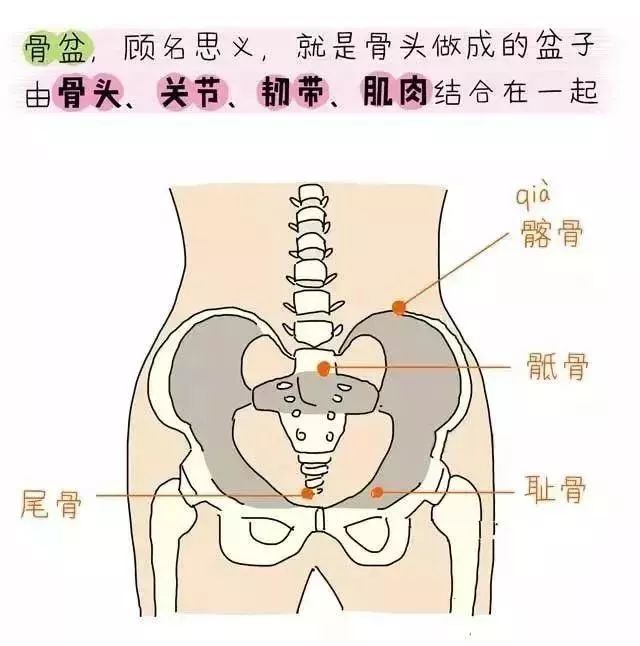 产后骨盆修复、盆底肌康复、腹直肌分离康复——图解 + 详解都在这里 瑜伽 盆底肌 产后修复 盆底肌康复 产后骨盆修复 腹直肌分离康复 第 3 张 产后骨盆修复、盆底肌康复、腹直肌分离康复——图解 + 详解都在这里 瑜伽 盆底肌 产后修复 盆底肌康复 产后骨盆修复 腹直肌分离康复 第 3 张