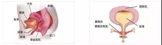 产后骨盆修复、盆底肌康复、腹直肌分离康复——图解 + 详解都在这里 瑜伽 盆底肌 产后修复 盆底肌康复 产后骨盆修复 腹直肌分离康复 第 22 张 产后骨盆修复、盆底肌康复、腹直肌分离康复——图解 + 详解都在这里 瑜伽 盆底肌 产后修复 盆底肌康复 产后骨盆修复 腹直肌分离康复 第 22 张