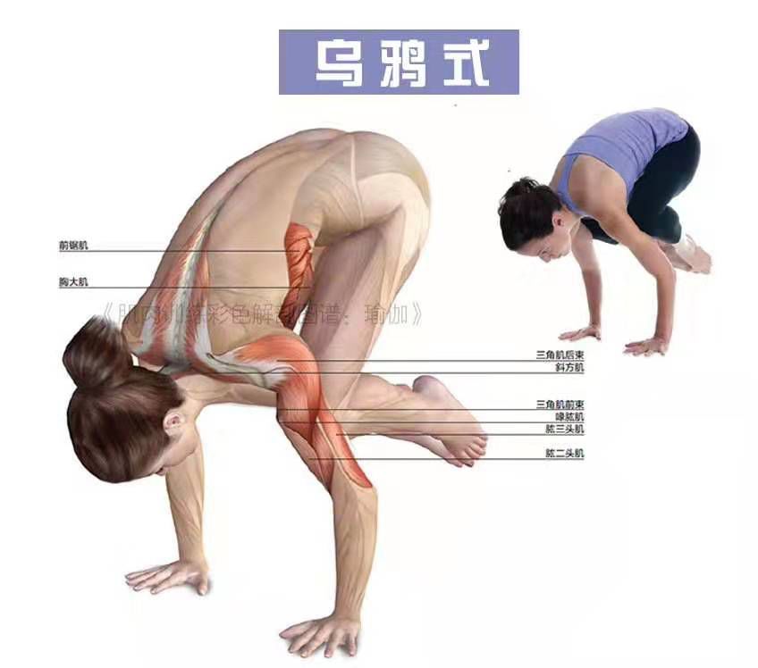 瑜伽里的支撑类体式, 让你的上半身更加有力! 瑜伽支撑体式 手臂 力量 手腕 腹部 瑜伽培训 第 7 张 瑜伽里的支撑类体式, 让你的上半身更加有力! 瑜伽支撑体式 手臂 力量 手腕 腹部 瑜伽培训 第 7 张