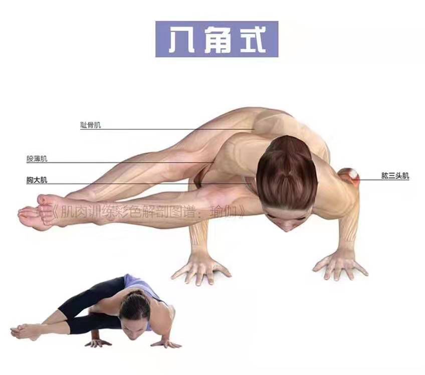 瑜伽里的支撑类体式, 让你的上半身更加有力! 瑜伽支撑体式 手臂 力量 手腕 腹部 瑜伽培训 第 5 张 瑜伽里的支撑类体式, 让你的上半身更加有力! 瑜伽支撑体式 手臂 力量 手腕 腹部 瑜伽培训 第 5 张