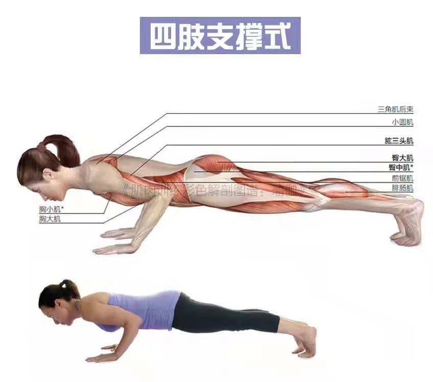 瑜伽里的支撑类体式, 让你的上半身更加有力! 瑜伽支撑体式 手臂 力量 手腕 腹部 瑜伽培训 第 12 张 瑜伽里的支撑类体式, 让你的上半身更加有力! 瑜伽支撑体式 手臂 力量 手腕 腹部 瑜伽培训 第 12 张