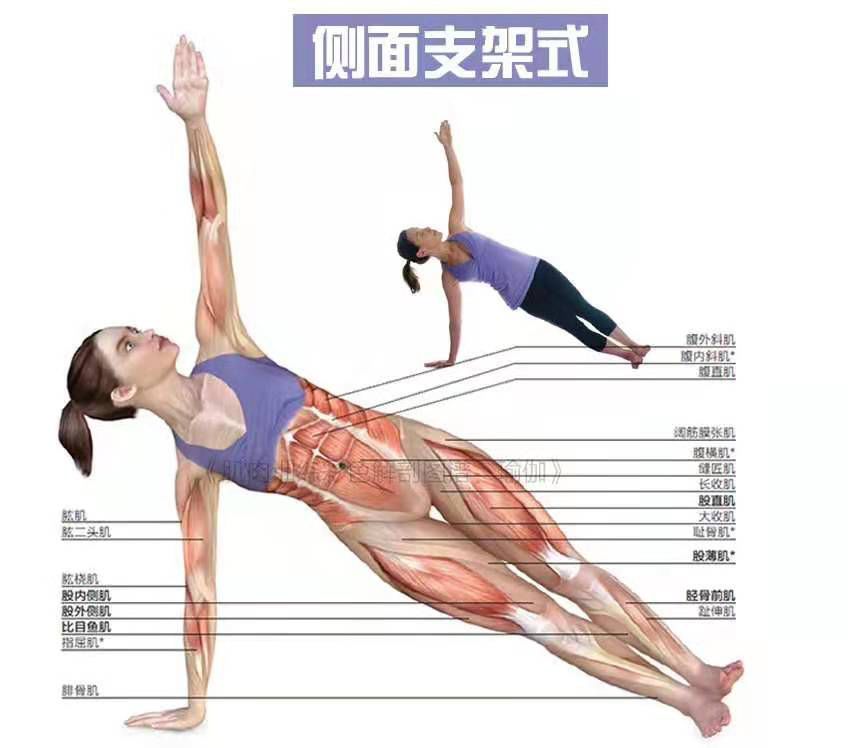 瑜伽里的支撑类体式, 让你的上半身更加有力! 瑜伽支撑体式 手臂 力量 手腕 腹部 瑜伽培训 第 10 张 瑜伽里的支撑类体式, 让你的上半身更加有力! 瑜伽支撑体式 手臂 力量 手腕 腹部 瑜伽培训 第 10 张
