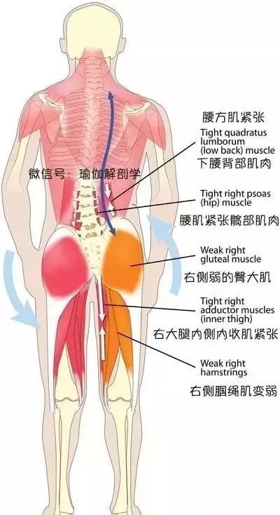 80% 腰痛的罪魁祸首,练瑜伽一定不能忽视它! 腰部疼痛 腰方肌 腰疼 肌肉 腰部 瑜伽 瑜伽体式 瑜伽疗愈 第 5 张 80% 腰痛的罪魁祸首,练瑜伽一定不能忽视它! 腰部疼痛 腰方肌 腰疼 肌肉 腰部 瑜伽 瑜伽体式 瑜伽疗愈 第 5 张