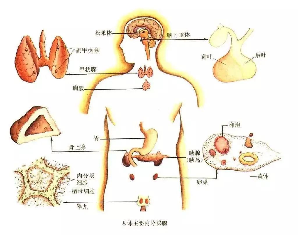 练好这组瑜伽，内分泌正常了，经络疏通了，皮肤也变好了（调理内分泌的瑜伽）