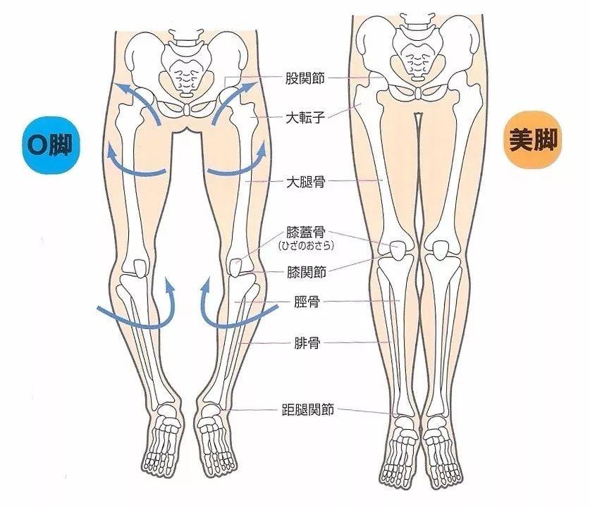 如何通过理疗瑜伽私教课改善修复腿型问题