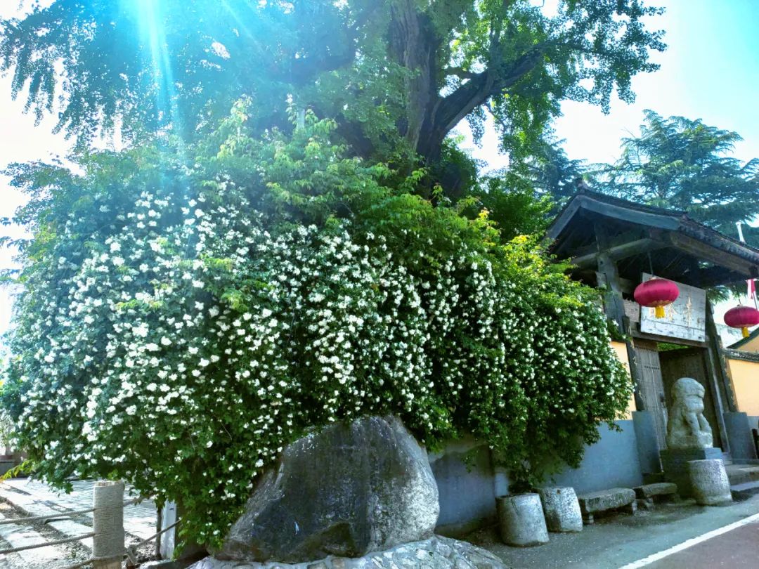 离西安不到一小时,休闲、礼佛、静修... 终南山下你想要的全都有! 寺院 银杏 天子峪 修行 西安 终南山 白塔寺 第 4 张 离西安不到一小时,休闲、礼佛、静修... 终南山下你想要的全都有! 寺院 银杏 天子峪 修行 西安 终南山 白塔寺 第 4 张